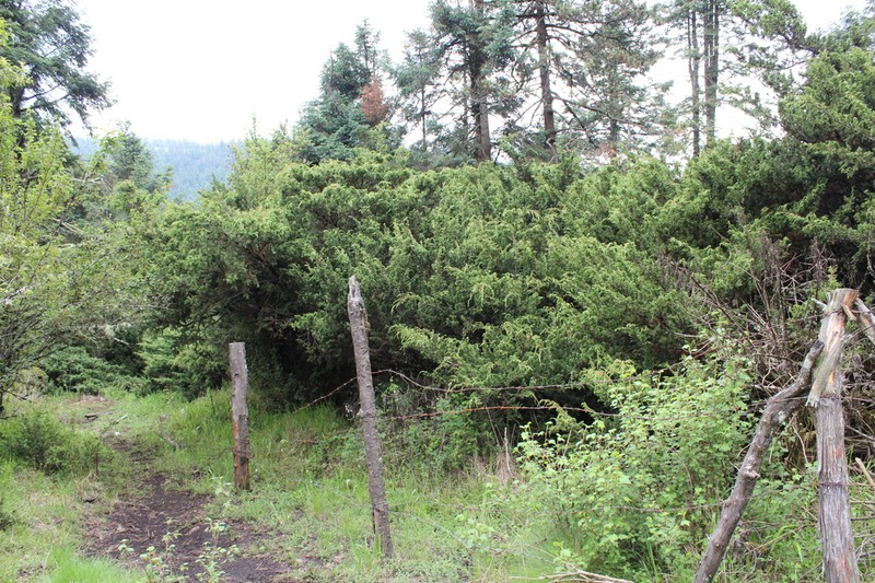 Juniperus monticola photo 7