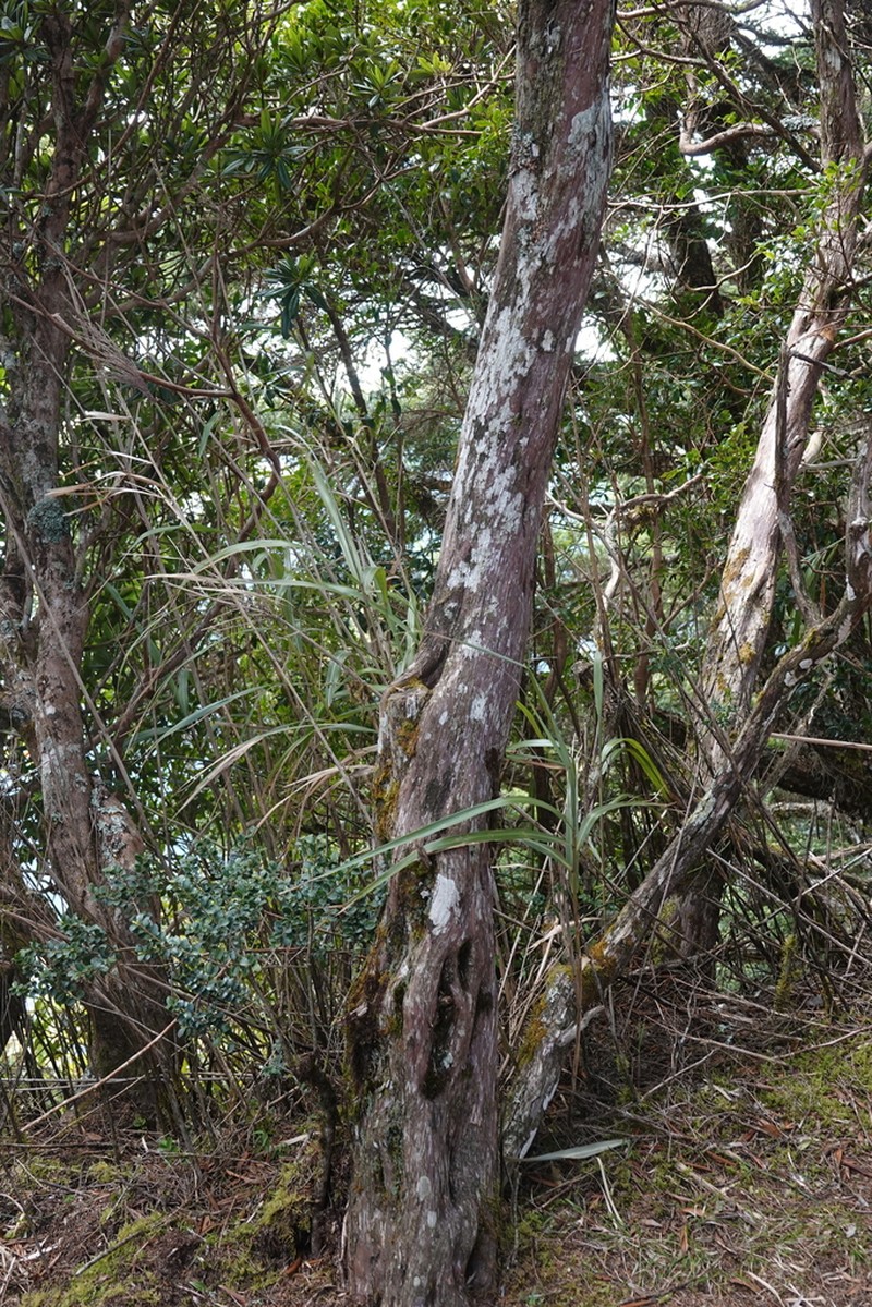 Juniperus morrisonicola