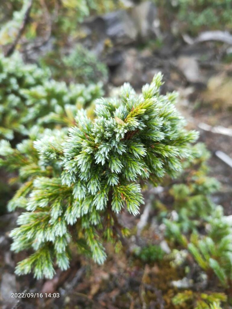 Juniperus morrisonicola photo 2