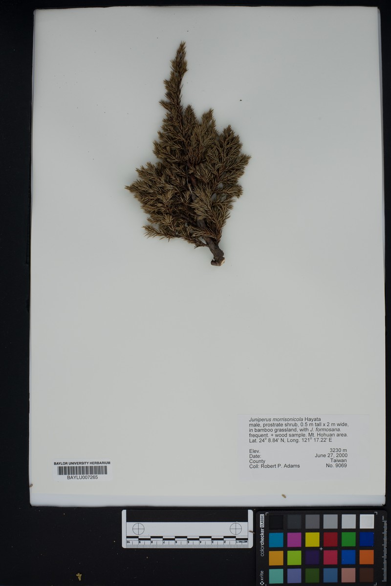 Juniperus morrisonicola photo 3