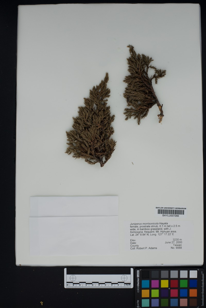 Juniperus morrisonicola photo 4