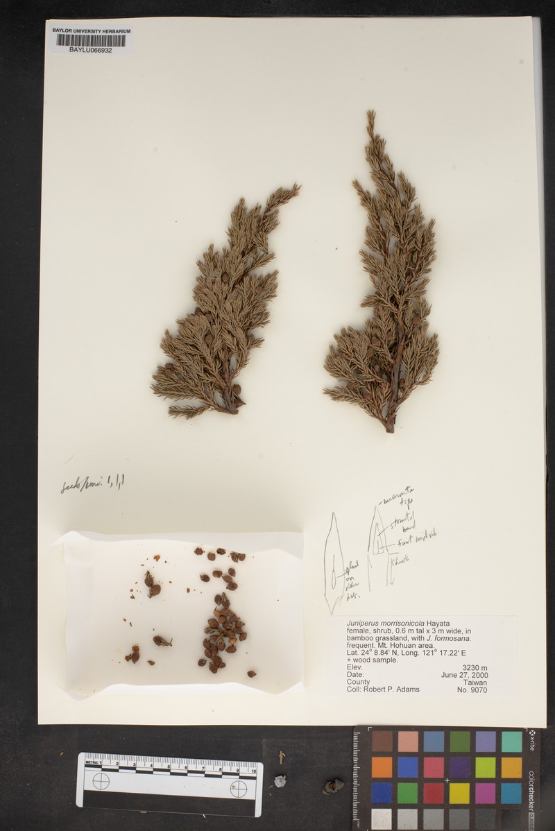 Juniperus morrisonicola photo 5