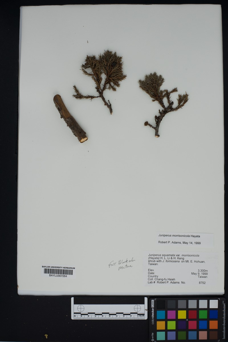 Juniperus morrisonicola photo 6