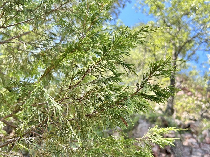 Juniperus mucronata photo 2