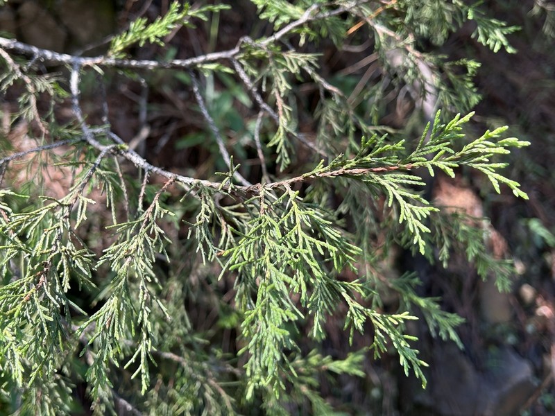 Juniperus mucronata photo 3