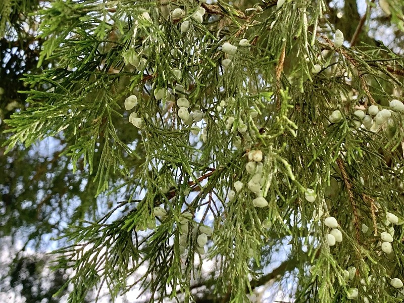 Juniperus mucronata photo 4