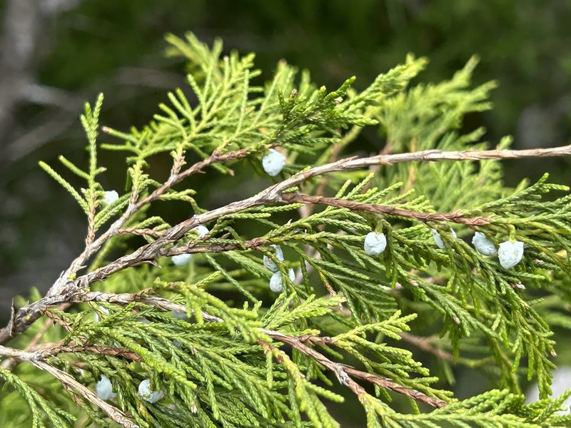 Juniperus mucronata photo 5