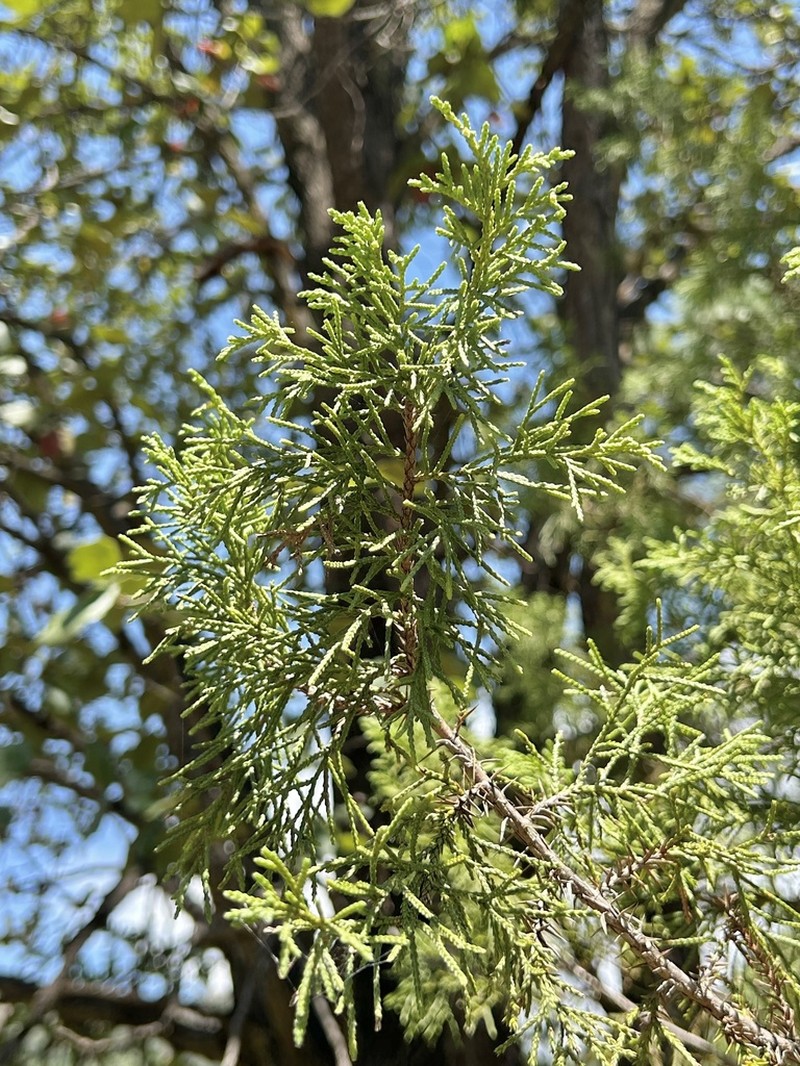 Juniperus mucronata photo 6