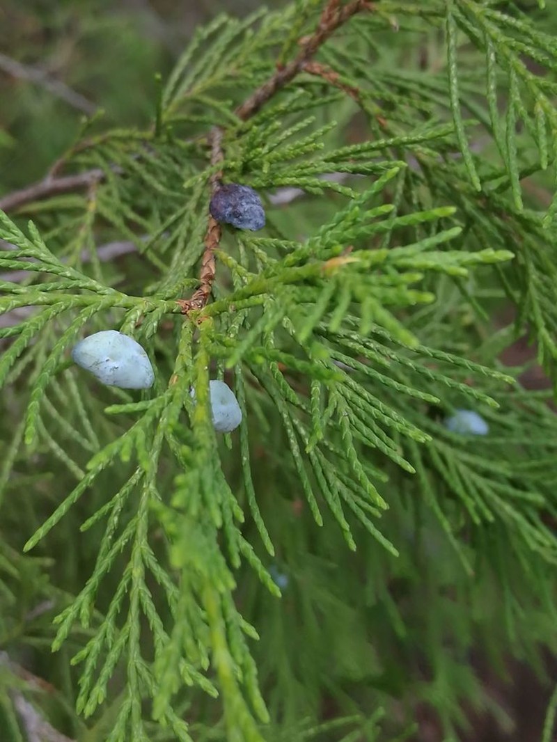 Juniperus mucronata photo 7