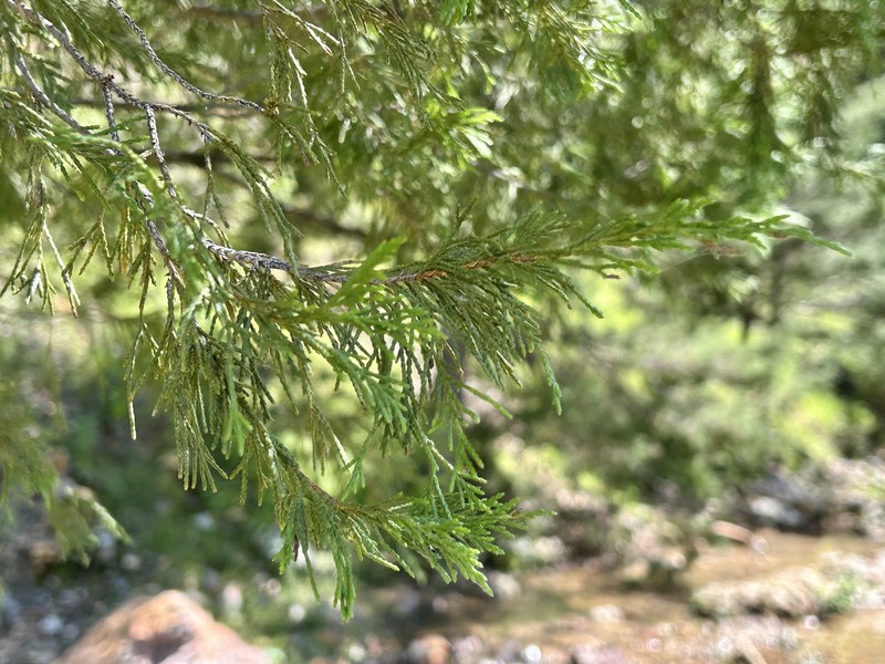 Juniperus mucronata photo 8