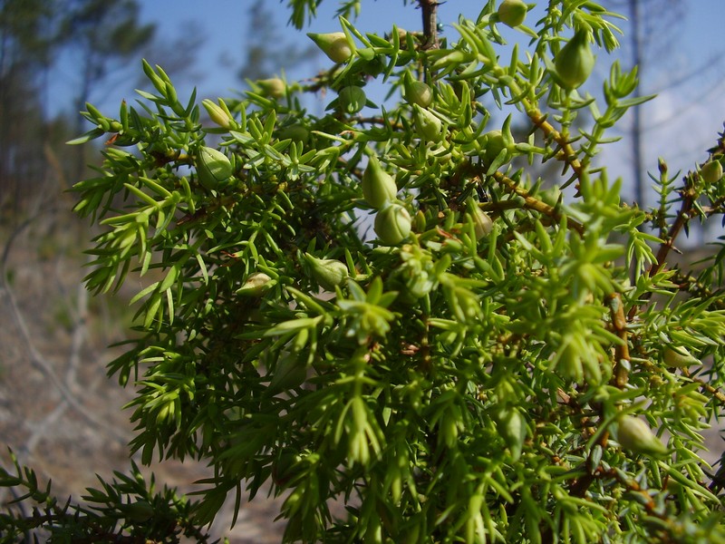 Juniperus navicularis