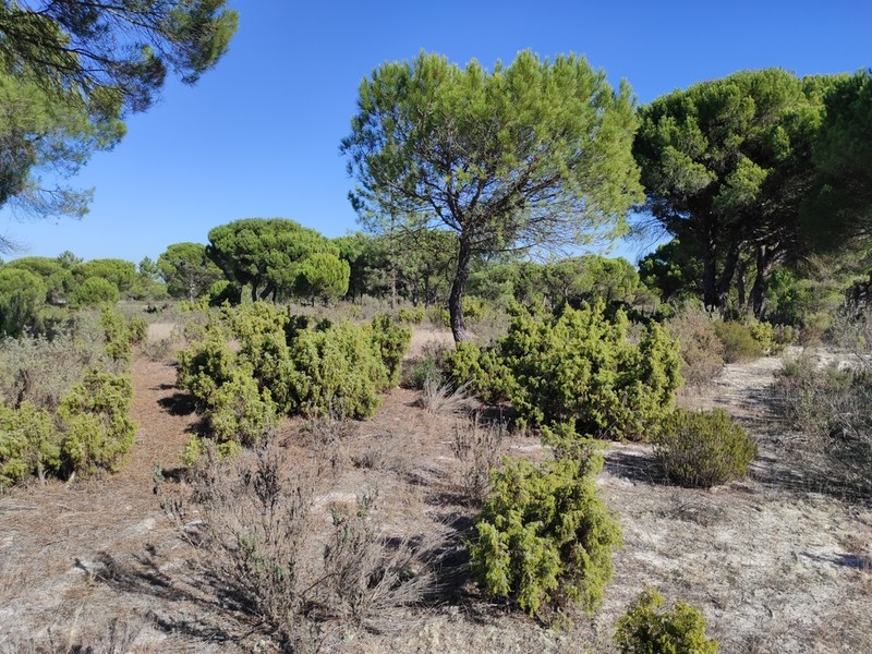 Juniperus navicularis photo 2