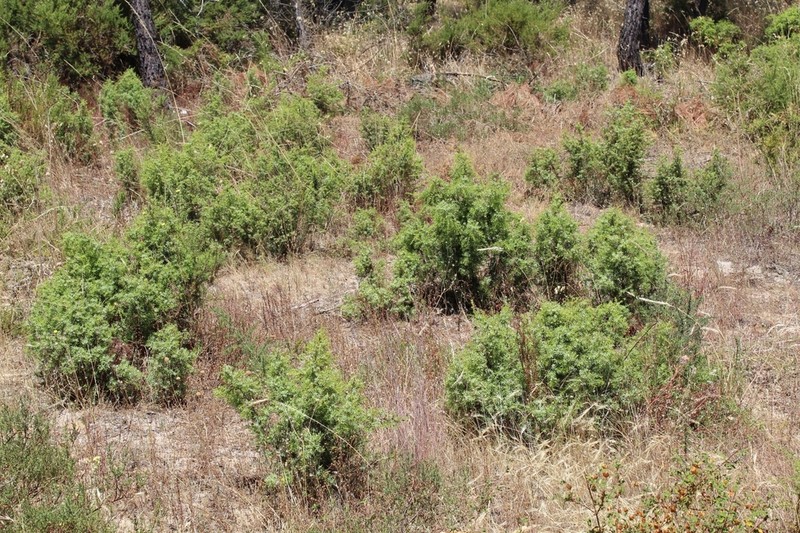 Juniperus navicularis photo 3