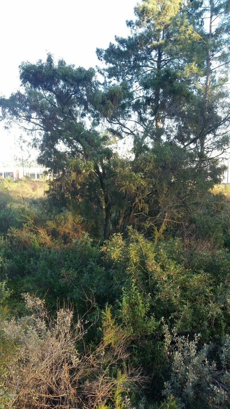 Juniperus navicularis photo 4