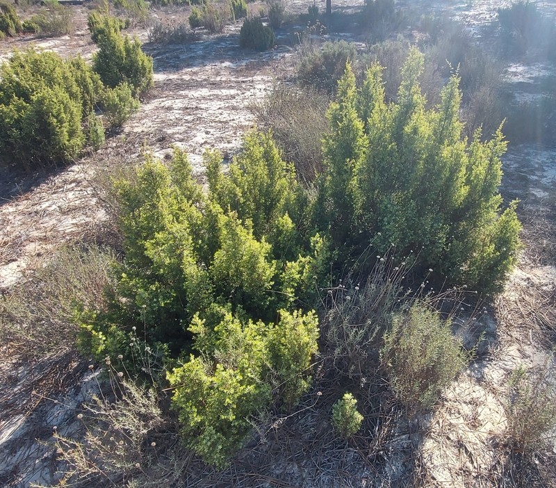 Juniperus navicularis photo 5