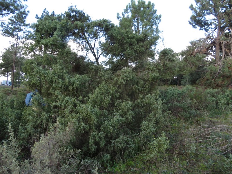 Juniperus navicularis photo 6