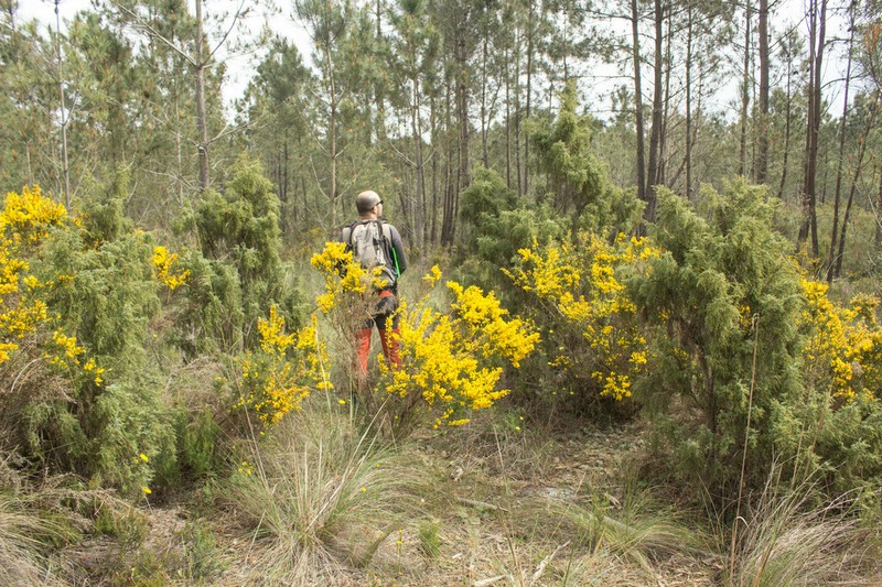 Juniperus navicularis photo 7