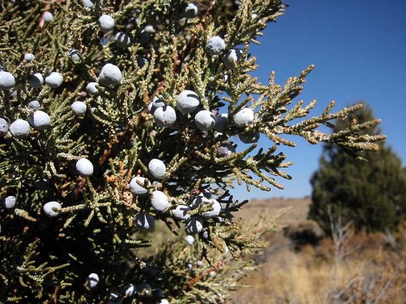 Western Juniper photo 3