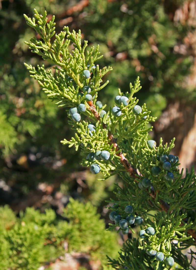 Western Juniper photo 2