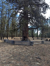 Western Juniper
