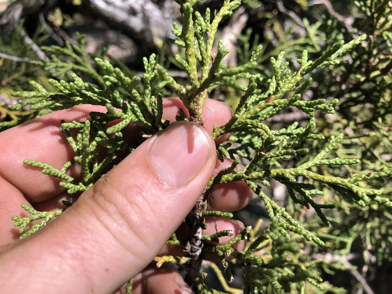 Western Juniper photo 2
