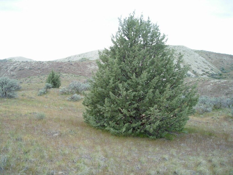 Western Juniper photo 3