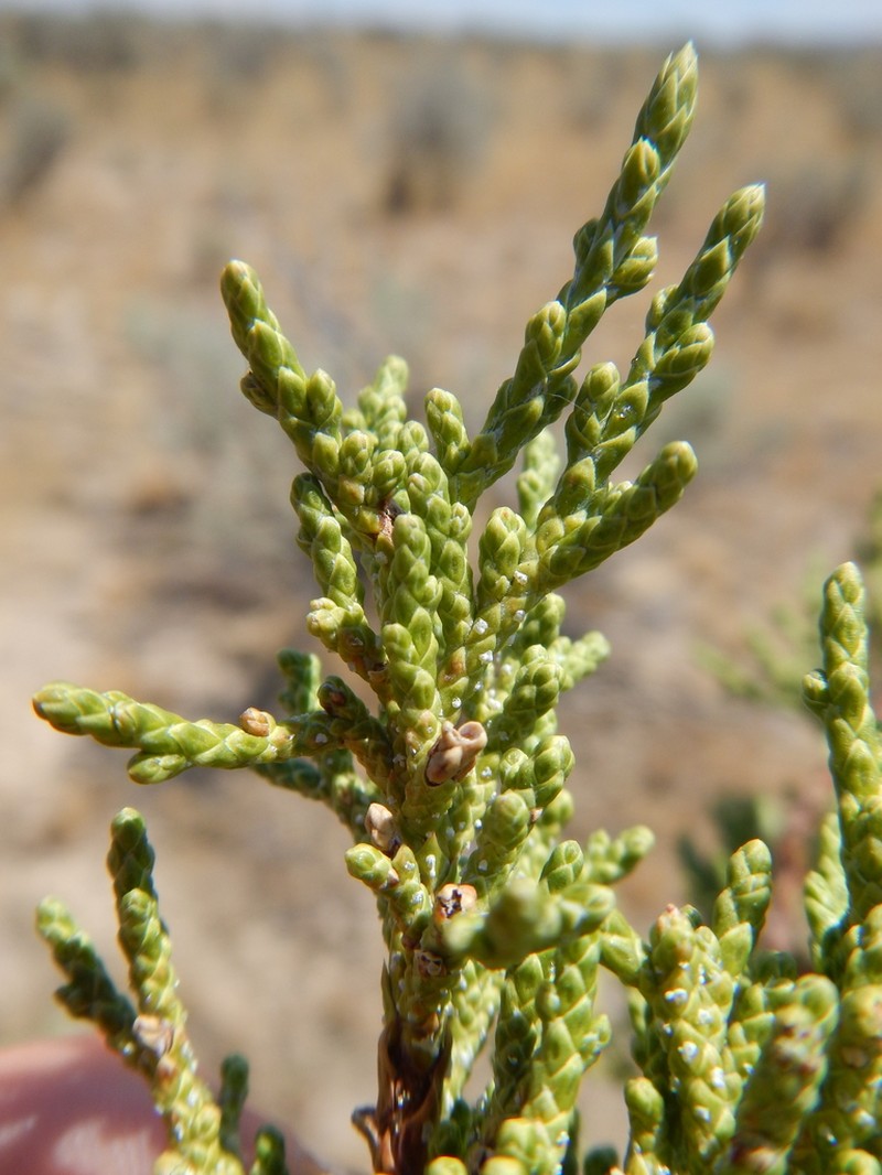Western Juniper photo 4