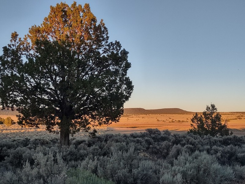 Western Juniper photo 5