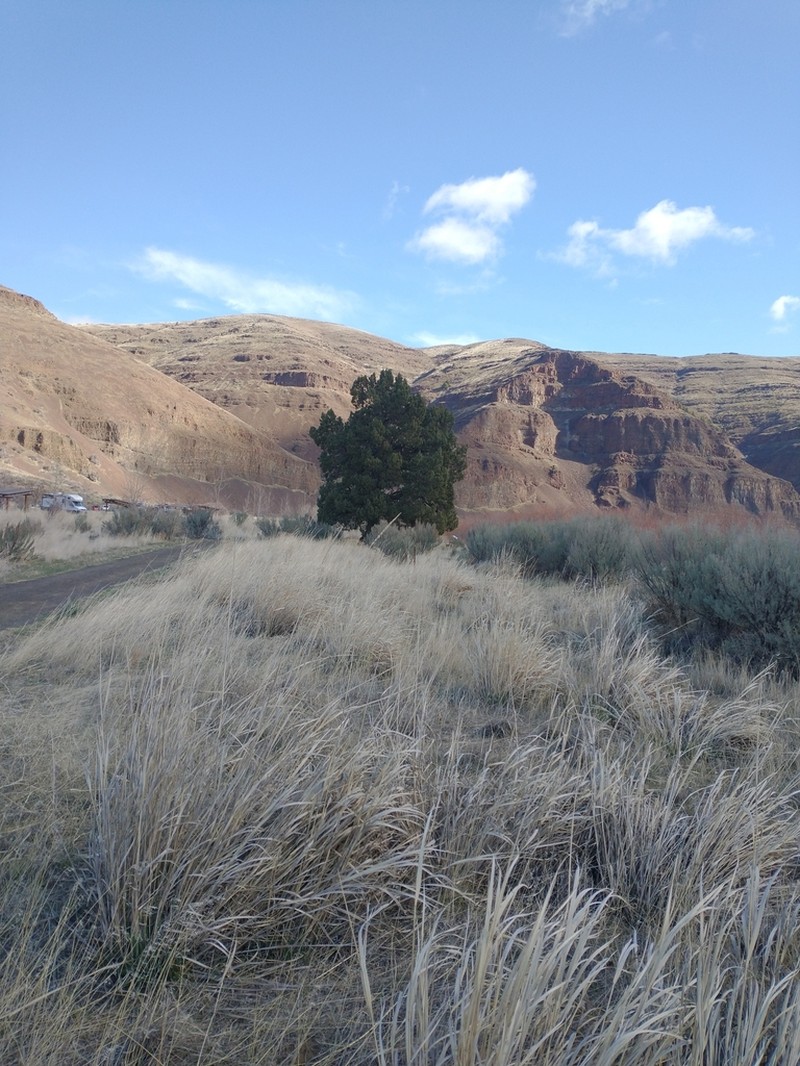Western Juniper photo 6