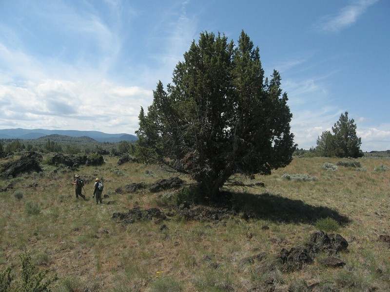 Western Juniper photo 7