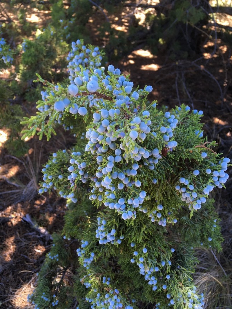 Western Juniper photo 8