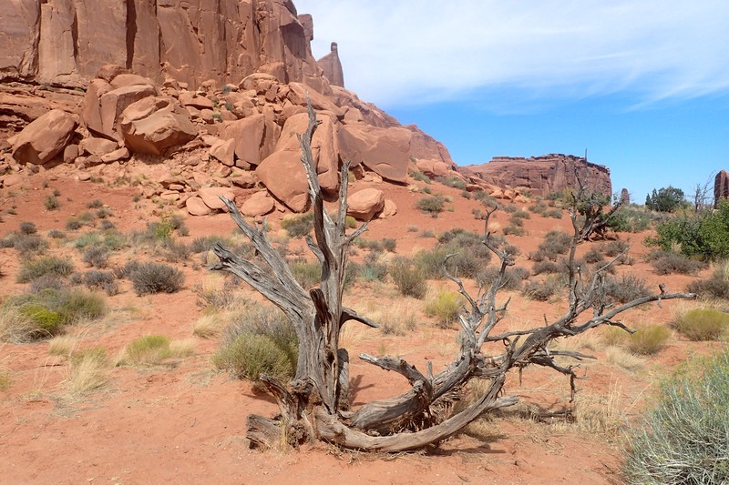 Utah Juniper photo 2