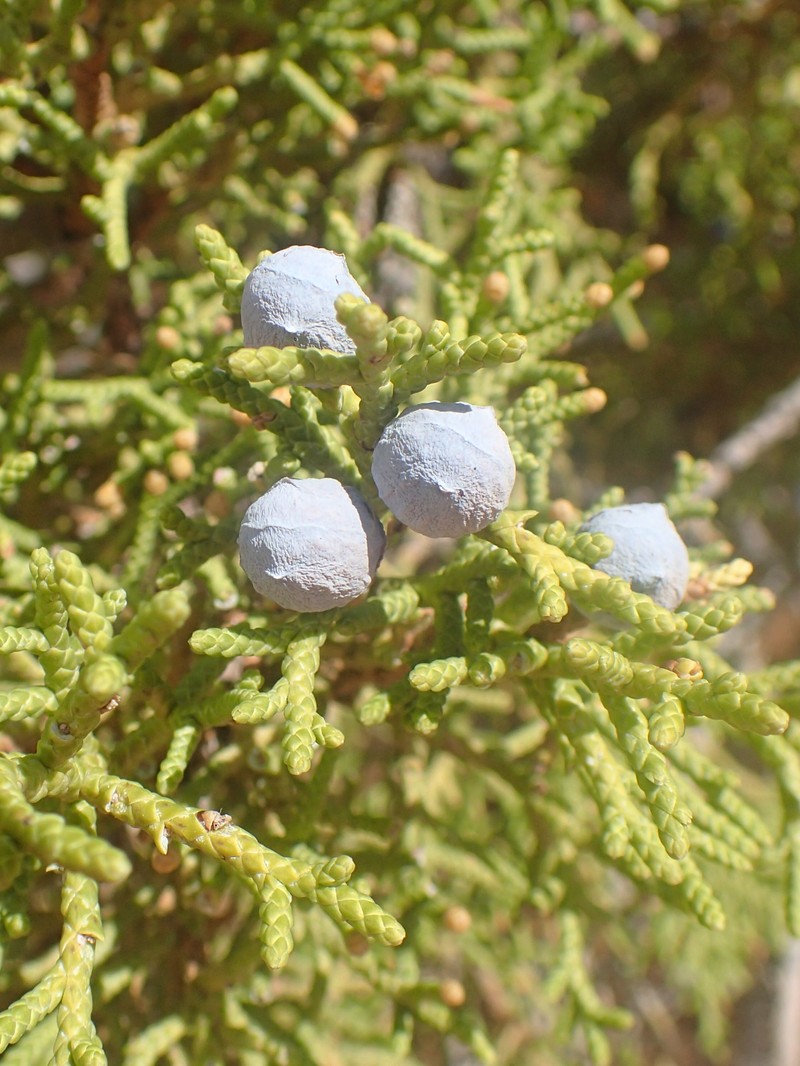 Utah Juniper photo 3