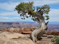 Utah Juniper