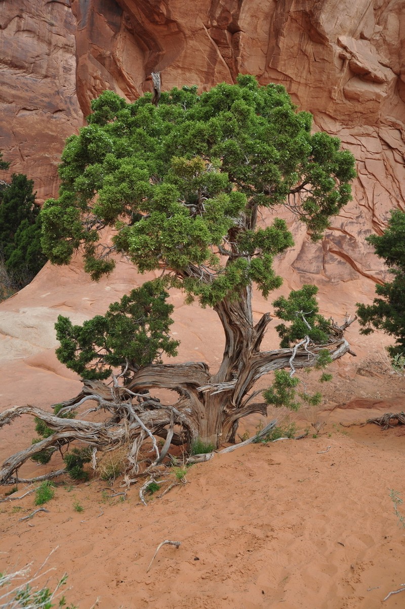 Utah Juniper photo 2