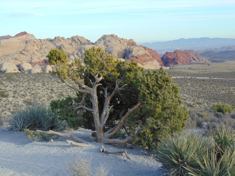 Utah Juniper photo 3