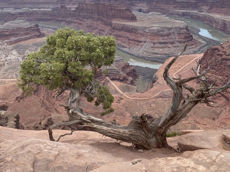 Utah Juniper photo 4