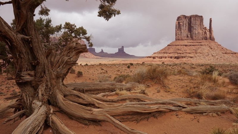 Utah Juniper photo 5