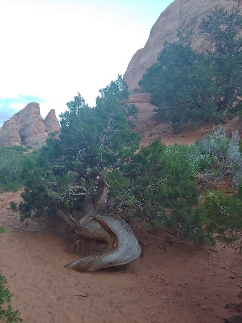 Utah Juniper photo 6