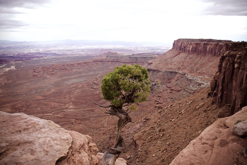 Utah Juniper photo 7