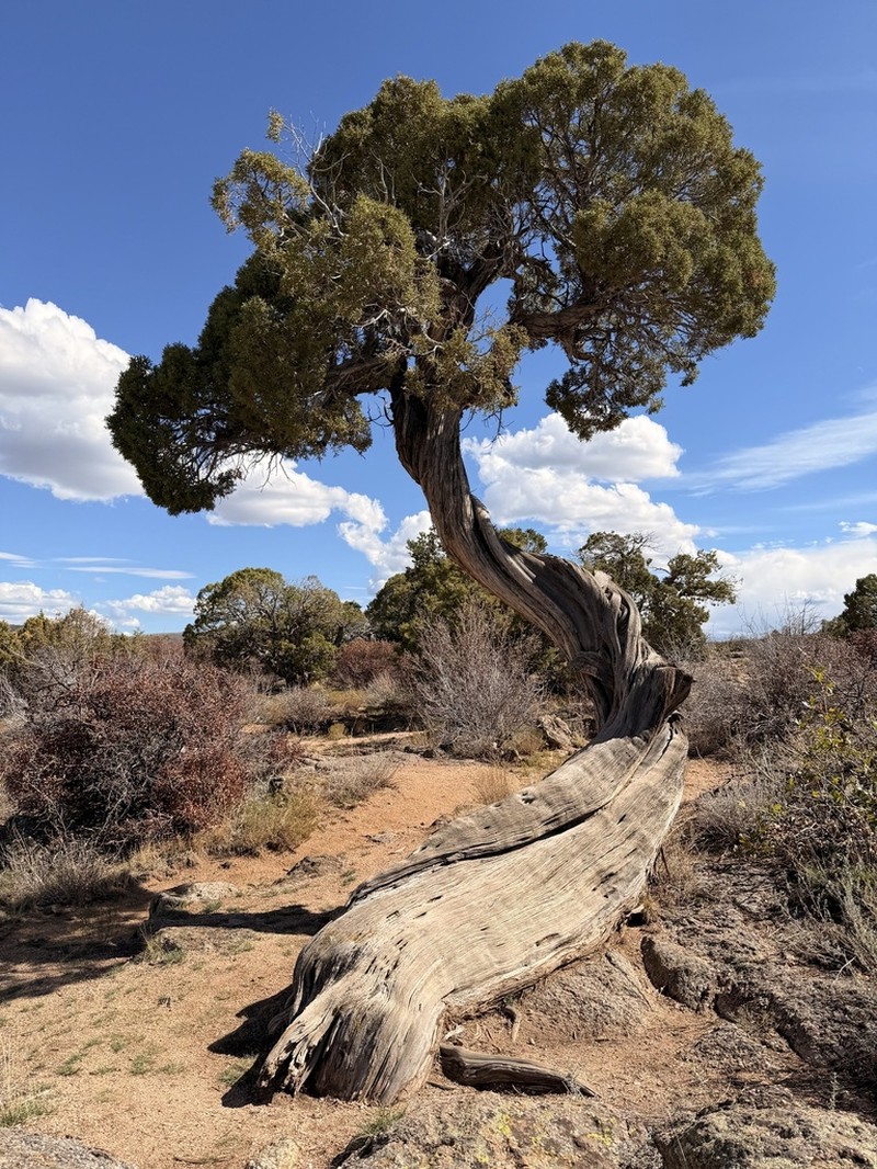 Utah Juniper photo 8