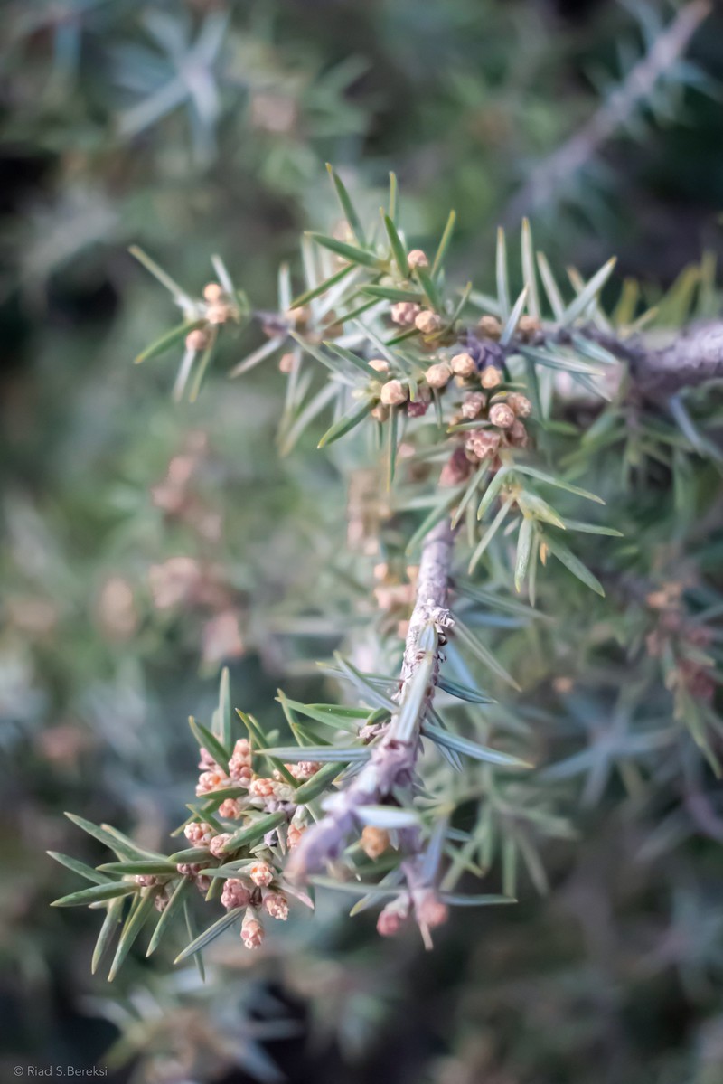 Cade Juniper photo 8