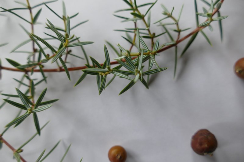 Cade Juniper