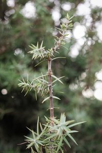 Cade Juniper