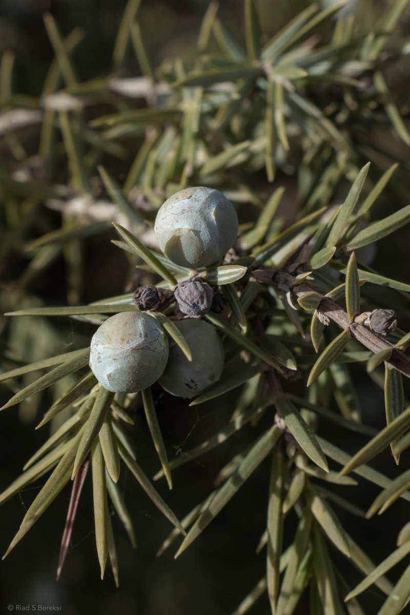 Cade Juniper photo 3