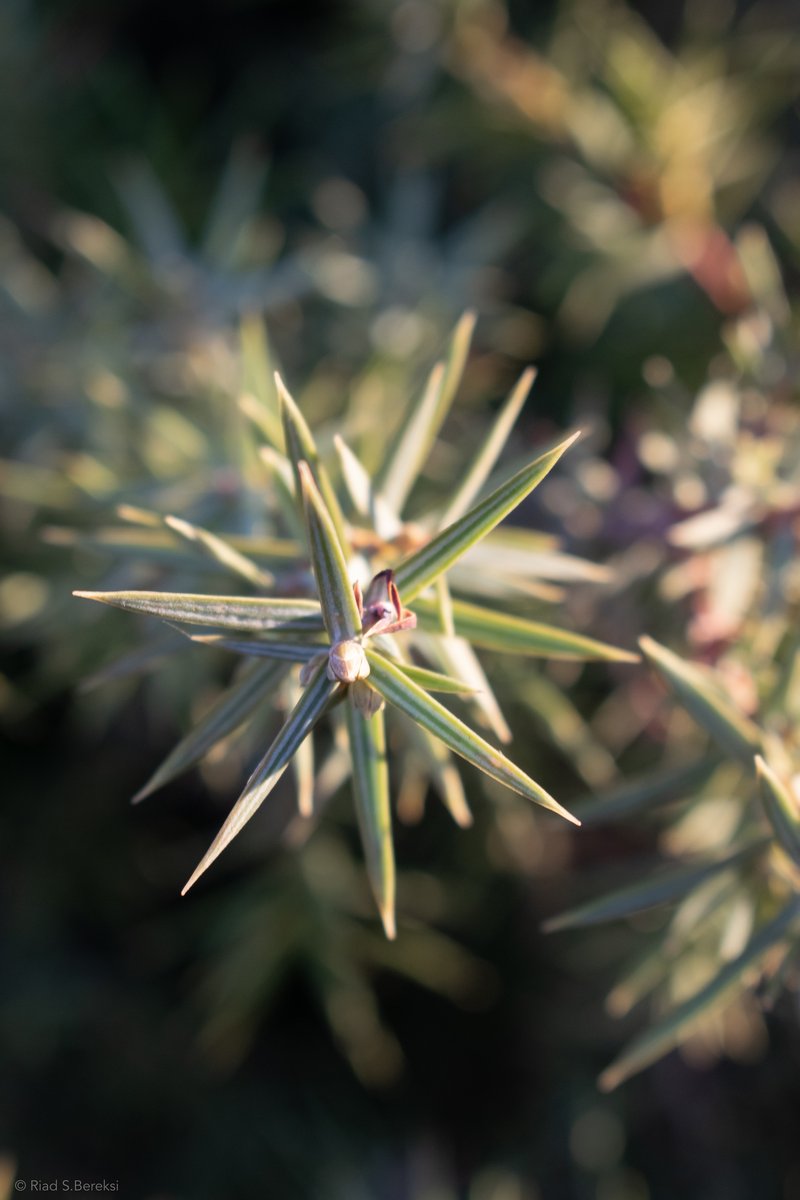 Cade Juniper photo 4