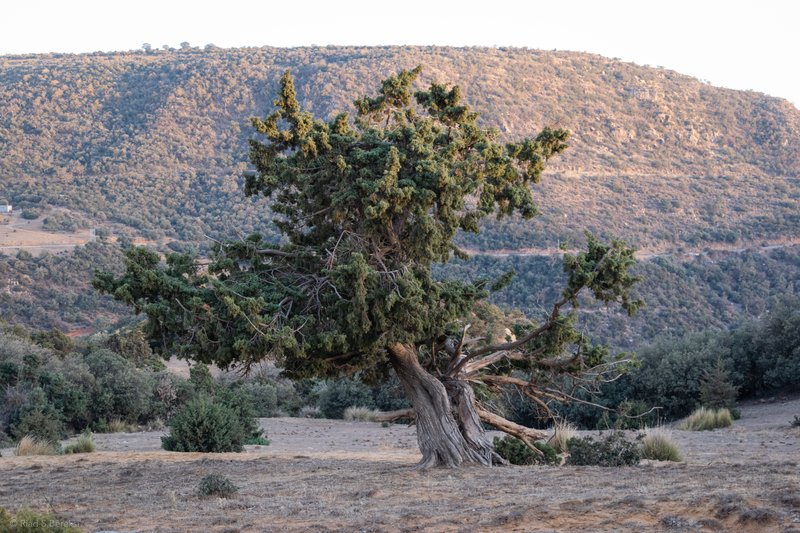 Cade Juniper photo 5