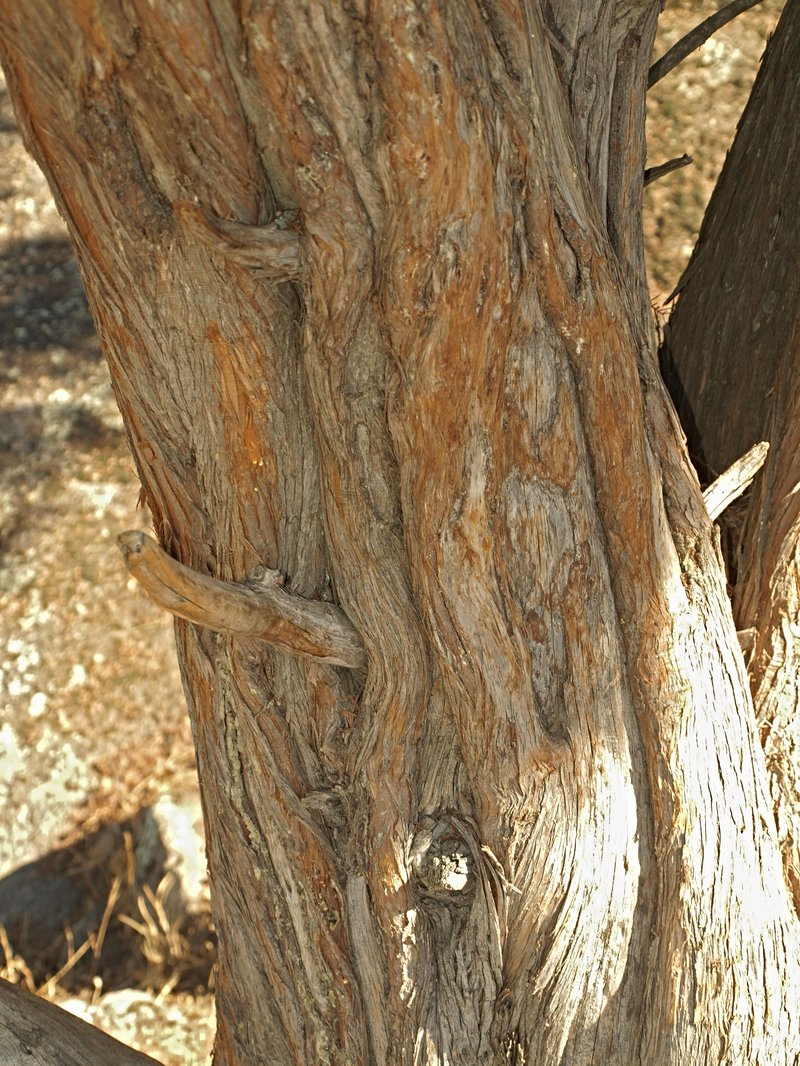 Cade Juniper photo 6