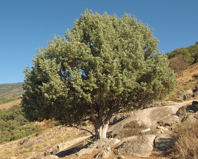 Cade Juniper photo 7