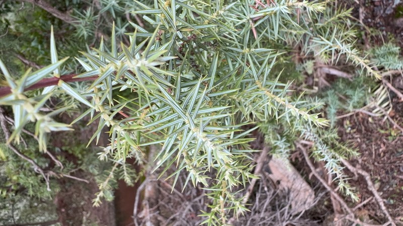Juniperus oxycedrus var. badia